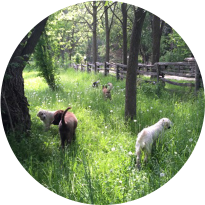 Tall-grass Did You Know That, According To Scientists, - Weimaraner (500x412), Png Download