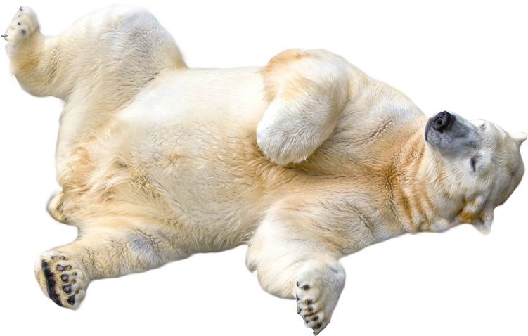 Polar Bear Transparent Background (800x500), Png Download