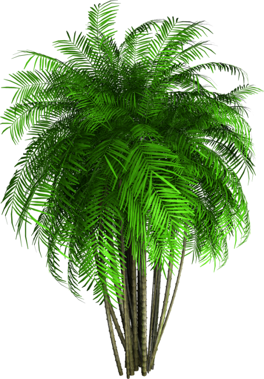 Tube Arbre,png - Bamboo Tree Png (517x741), Png Download