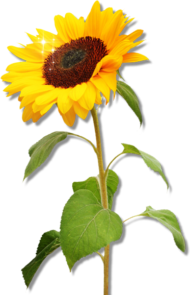 Clipart Sunflower Png Download - Real Sunflower Png (559x859), Png Download