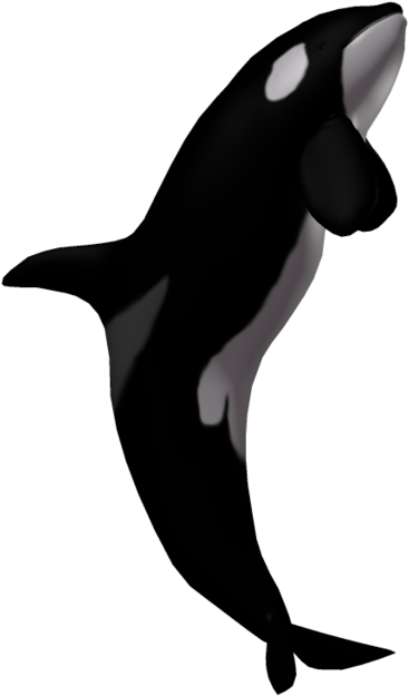 Killer Whale Transparent - Killer Whale Transparent Background (1024x639), Png Download