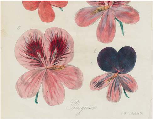 Six Pelargorium - Flower (500x500), Png Download