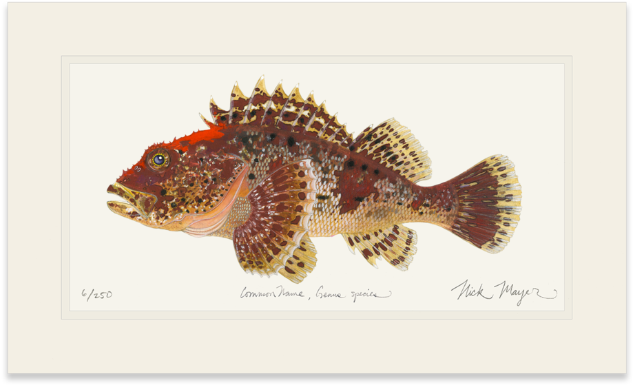 California Scorpionfish - Northern Longear (1023x664), Png Download