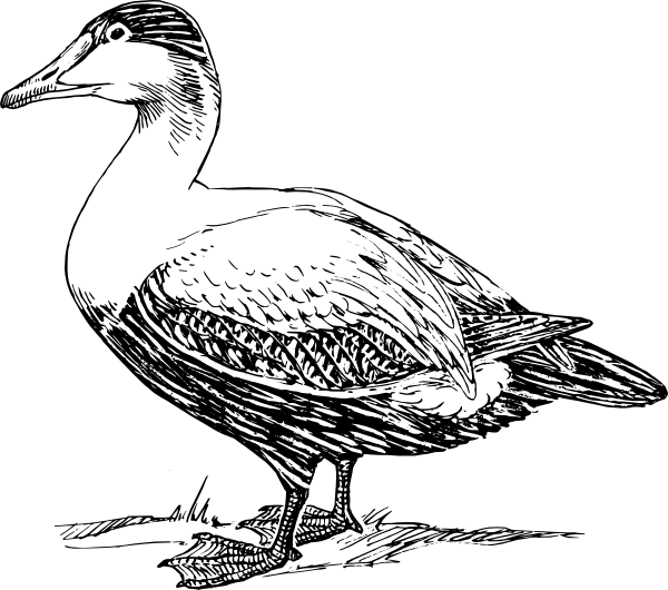 Duck Drawing Cliparts - Duck Black And White Drawing (600x530), Png Download