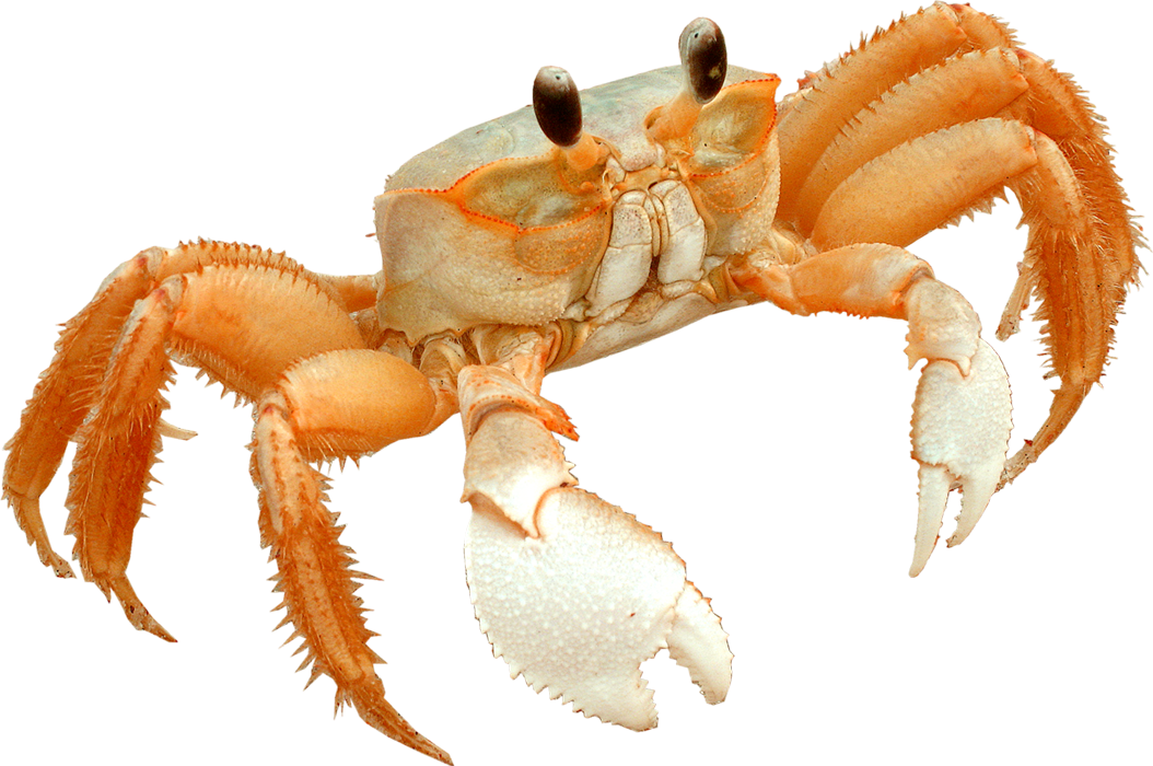 Image Black And White Library The And More Fire Island - Crab On The Beach Png (1054x700), Png Download