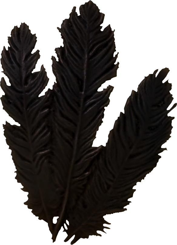 Hagraven Feathers - Crafting Feathers Skyrim Id (584x808), Png Download