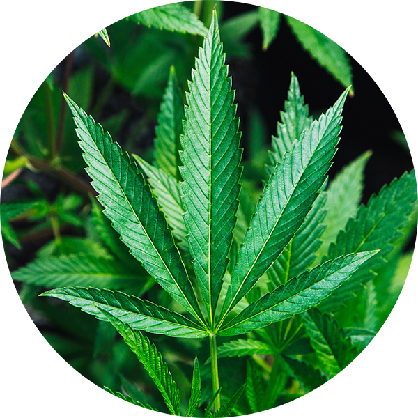 Hemp - Cannabis (600x600), Png Download