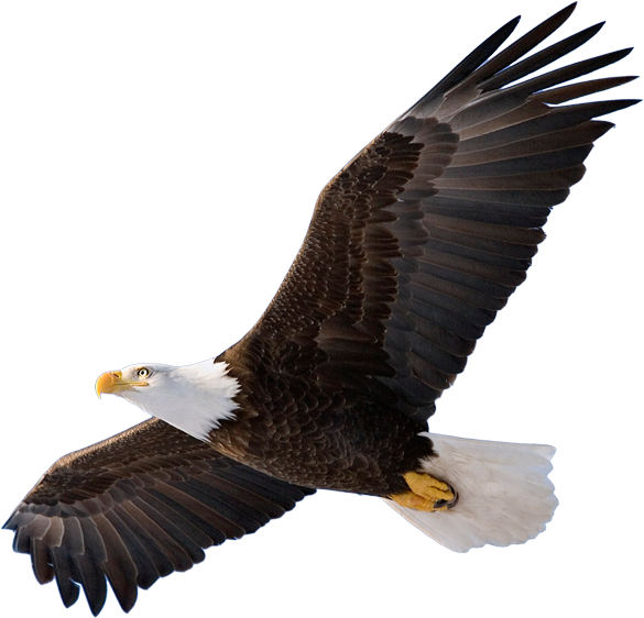 Eagle Representing Home Inspections - John By Jean Vanier (633x564), Png Download