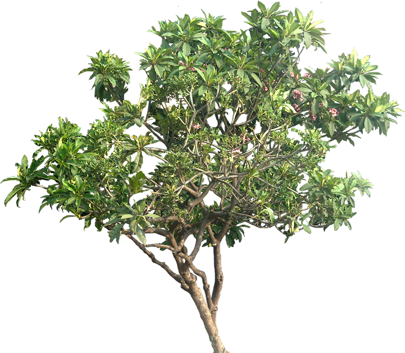 Plumeria Png Pic - Tree Png Transparent (797x702), Png Download