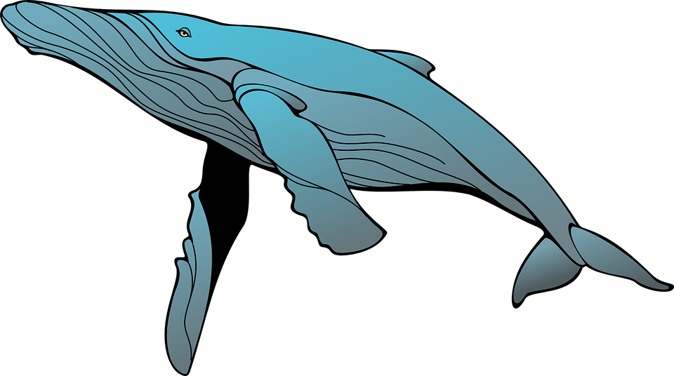 Clipart Whale Public Domain - Humpback Whale Clipart (960x536), Png Download