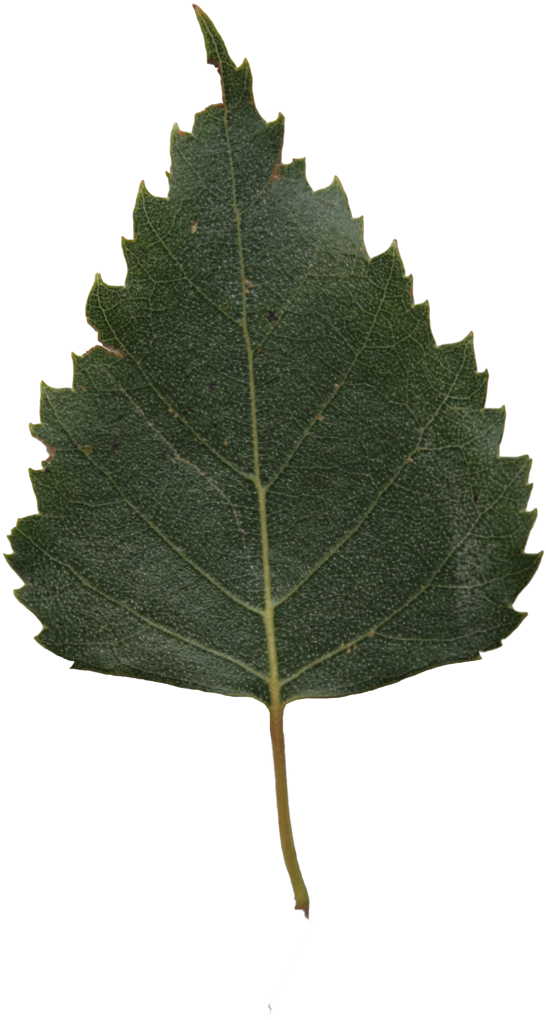 2d Leaves - Birch Tree Leaf Png (2304x3456), Png Download
