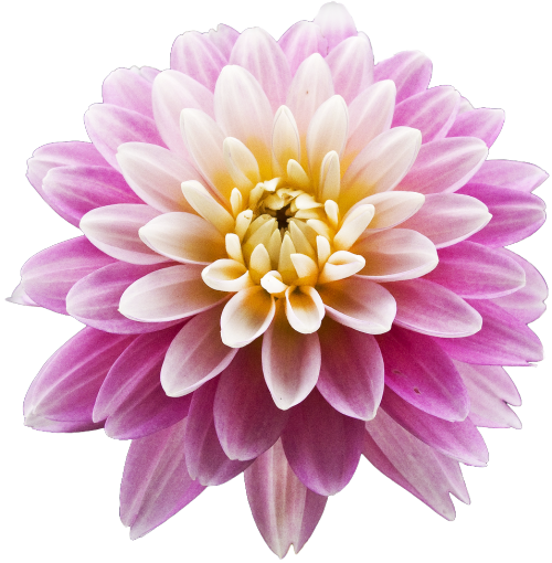 Transparent Picture Library Stock - Portable Network Graphics (500x510), Png Download