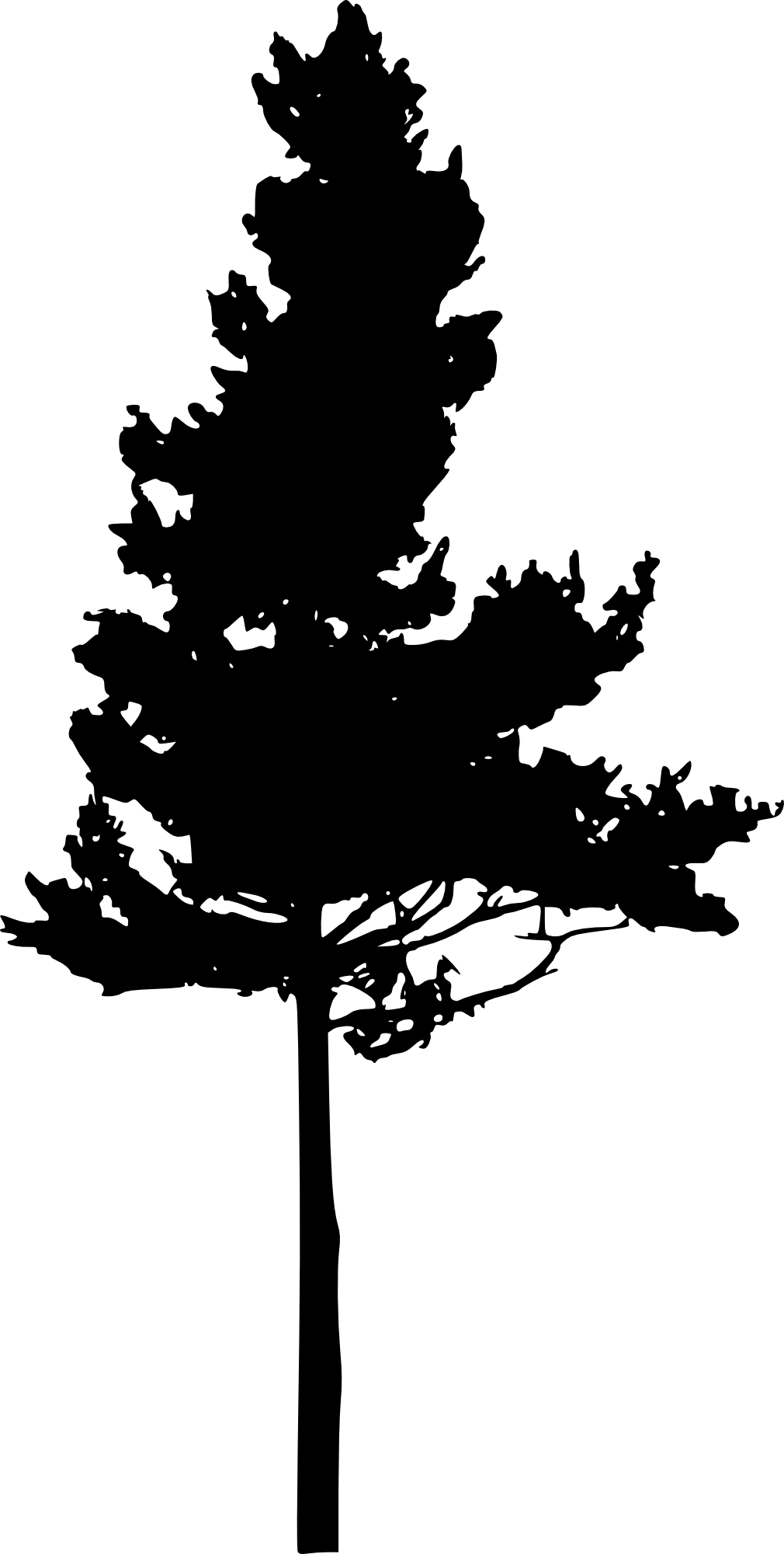 Pine Tree Png - Pine Tree Png Black (1010x2000), Png Download