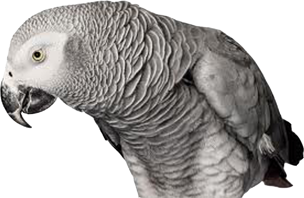 Download All Parrots Png Images And Transparent's To - Bird Andrew Zuckerman (1000x648), Png Download
