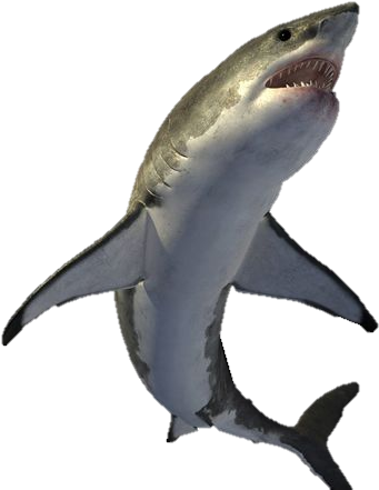 Shark Pictures, Great White Shark, Illustrations And - Shark Png File (600x450), Png Download