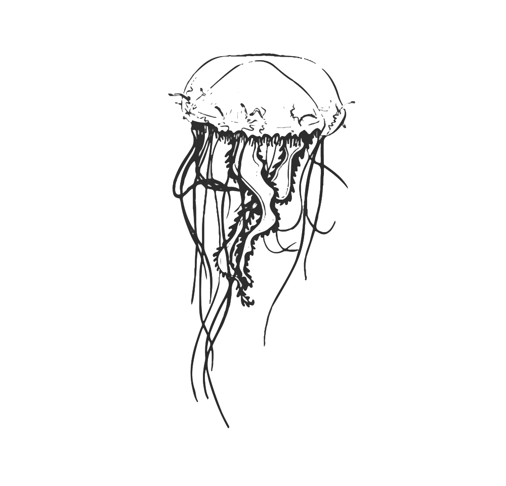 Jellyfish - Portable Network Graphics (1000x961), Png Download