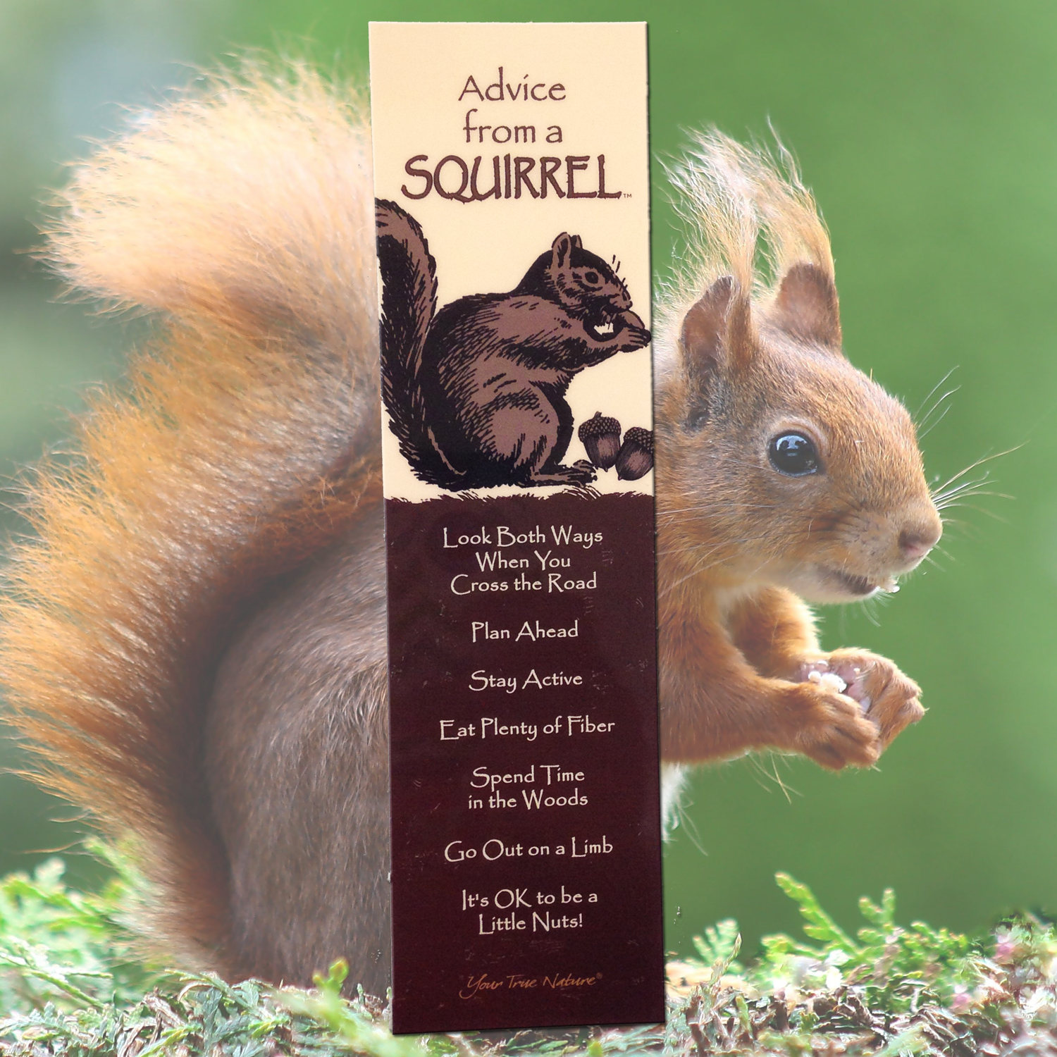Advice From A Squirrel Bookmark - Squirrel (1500x1500), Png Download