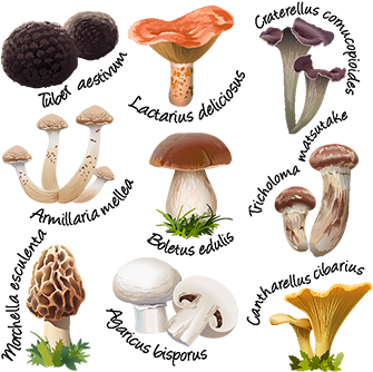 Collection Of Various Species Edible Mushrooms, Mushroom, - Edible Mushroom (360x360), Png Download