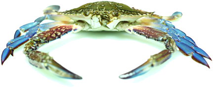 Blue Swimmer Crab - Chesapeake Blue Crab (450x410), Png Download