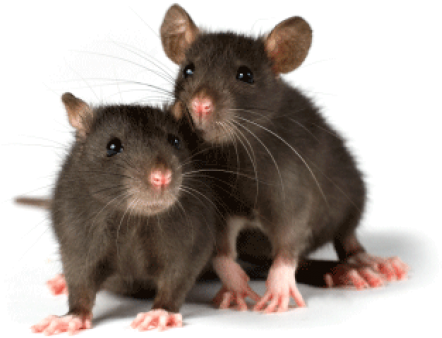 Rat Mouse Png Free Download - Longueur D Une Souris (600x398), Png Download