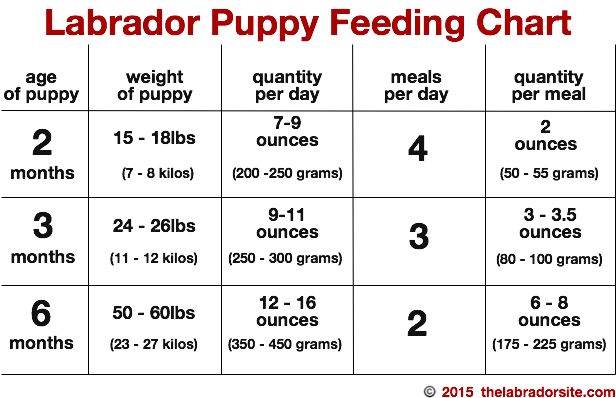 Labrador Puppy Growth Chart Food Anta Expocoaching - Ray Charles The Definitive Soul (693x407), Png Download