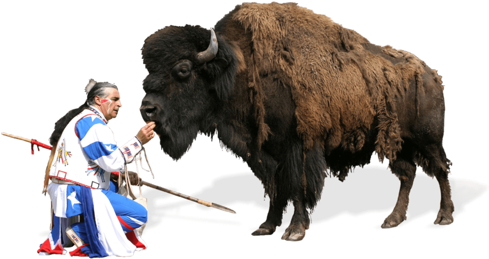 Funny Street Scenes To Watch And The Half-blood Cheyenne - Bison (1000x709), Png Download