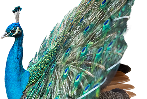 Peacock - Peafowl (1110x338), Png Download