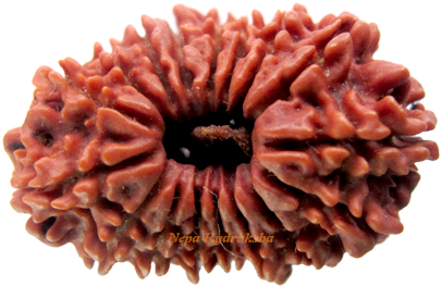Seventeen Mukhi Rudraksha Collection - Poppy (600x375), Png Download