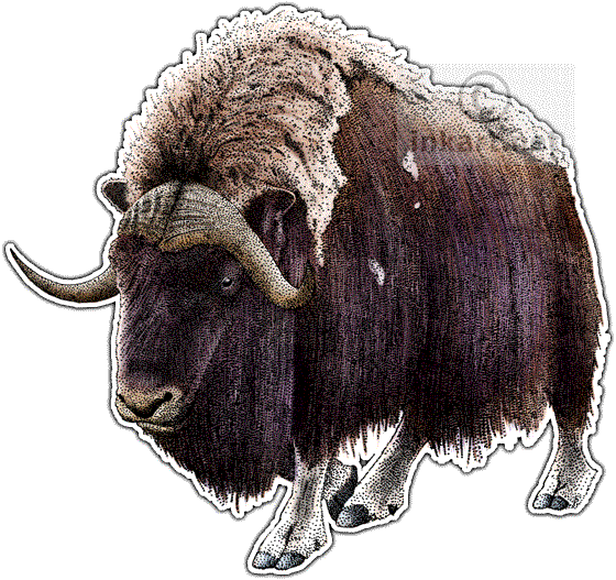 Clip Art Royalty Free Stock Musk Ox At Getdrawings - Musk Ox Throw ...