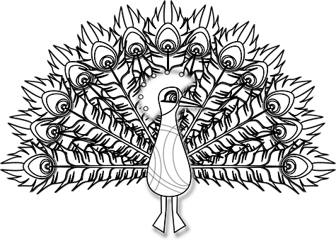 Peacock Bird Pheasant Plumage Feather Colo - Peacock Black And White Png (475x340), Png Download
