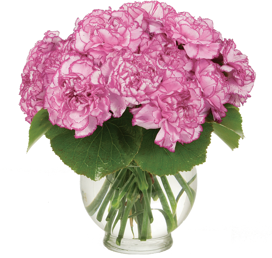 Carnations Beautifully Arranged In A Vase With Greenery - Garden Roses (900x900), Png Download