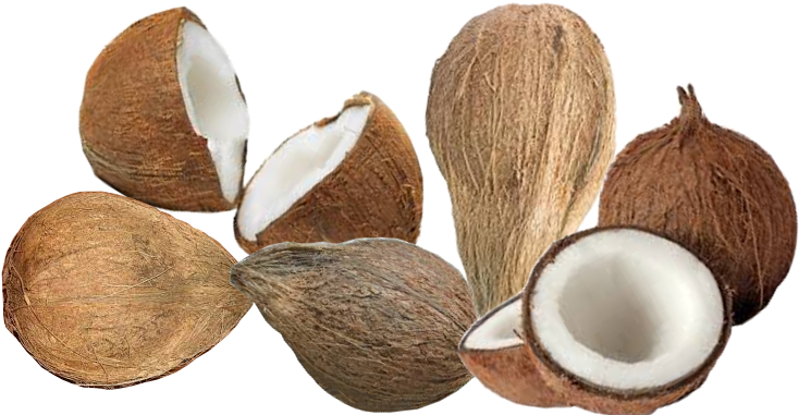 Coconut - Coconut Png (850x382), Png Download