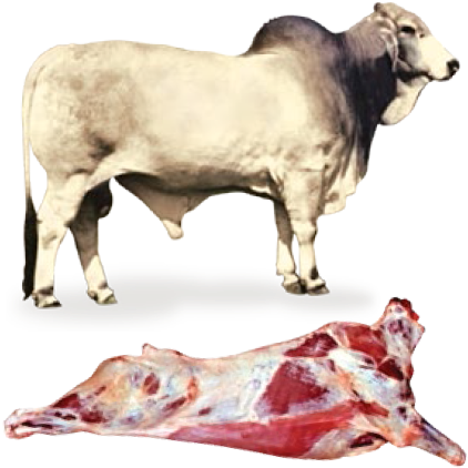 Toro Cebu Png - Castration (438x424), Png Download