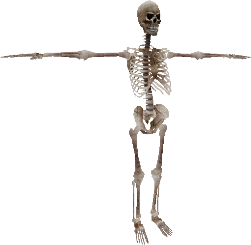 Download Zip Archive - Oblivion Skeleton (750x650), Png Download