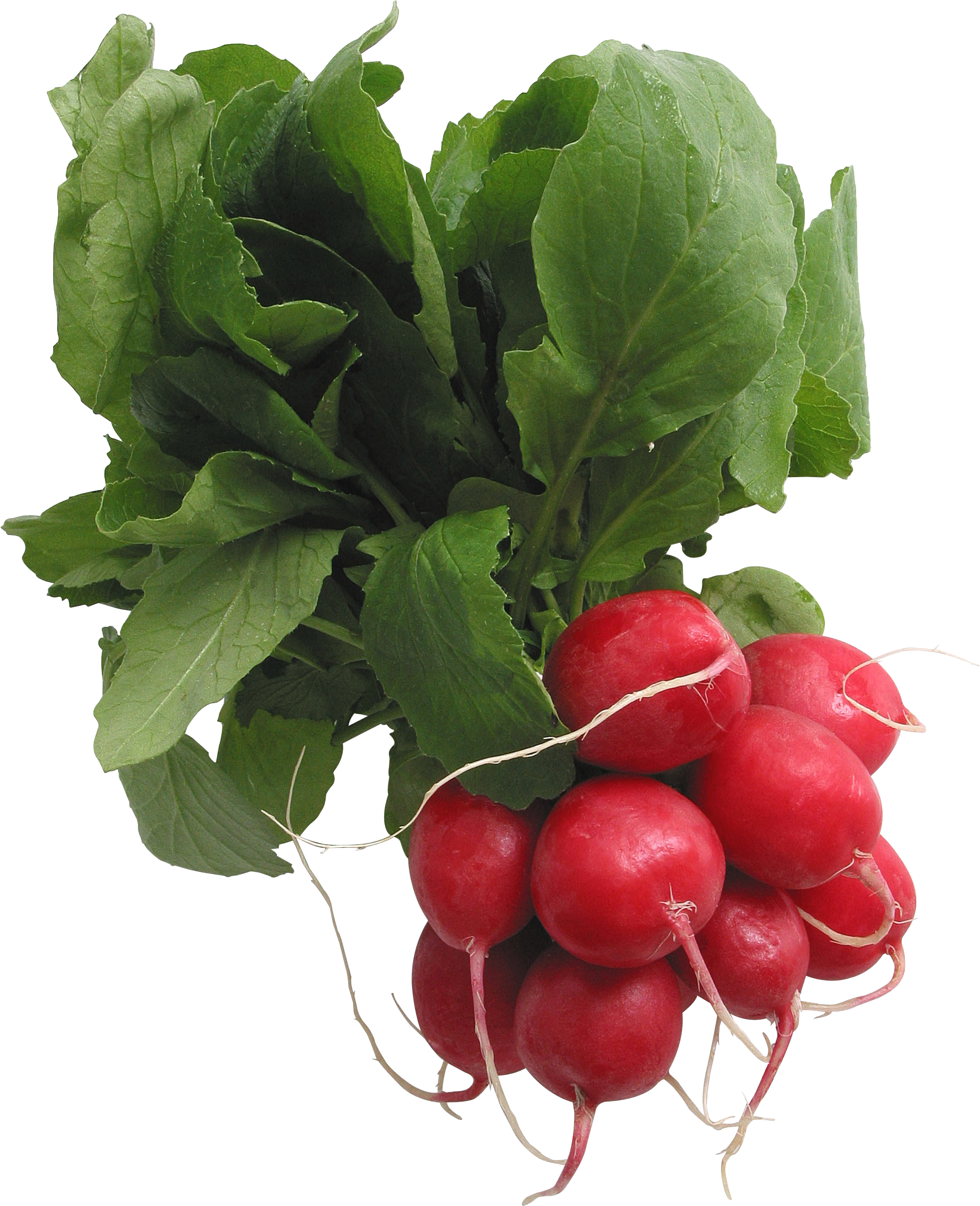 Radish Png - Smart Blonde C-617 12 X 12 Elty Metal Circular Sign (1953x2401), Png Download