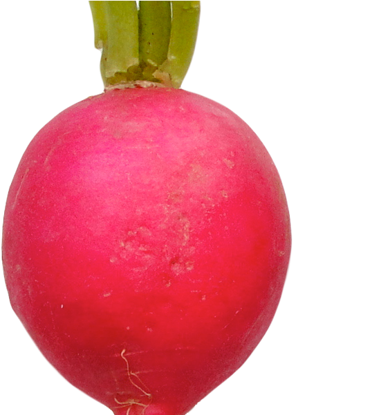Radish Png Image - Portable Network Graphics (729x600), Png Download