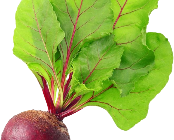Radish Clipart Transparent - Beetroot Png (640x480), Png Download