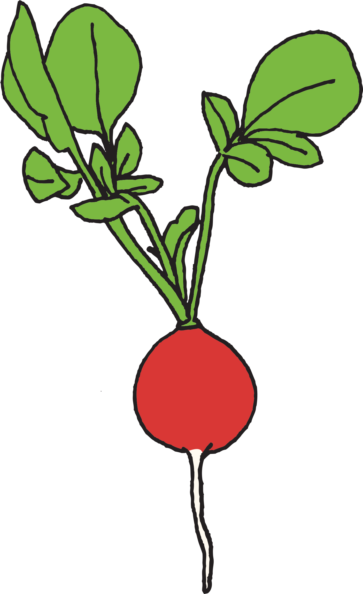 Radish - Vegetable Set Temporary Tattoo (2048x2048), Png Download
