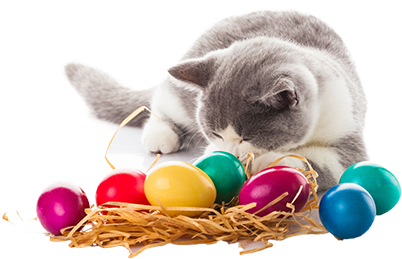 The Dangers Of Easter Grass - Easter Cat Transparent (500x362), Png Download