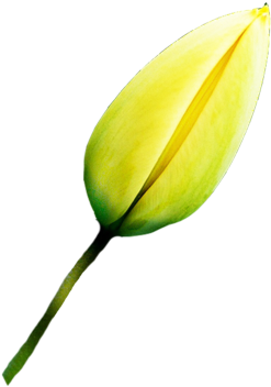 Leaves01 15 Mar 2011 - Bud (300x411), Png Download