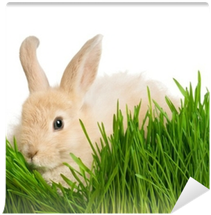 Domestic Rabbit (400x400), Png Download