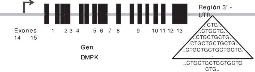 Estructura Del Gen Dmpk, Localizado En El Cromosoma - Gen Dmpk (850x242), Png Download