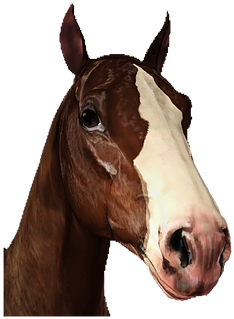 Horse Facehorse - Sorrel (454x414), Png Download