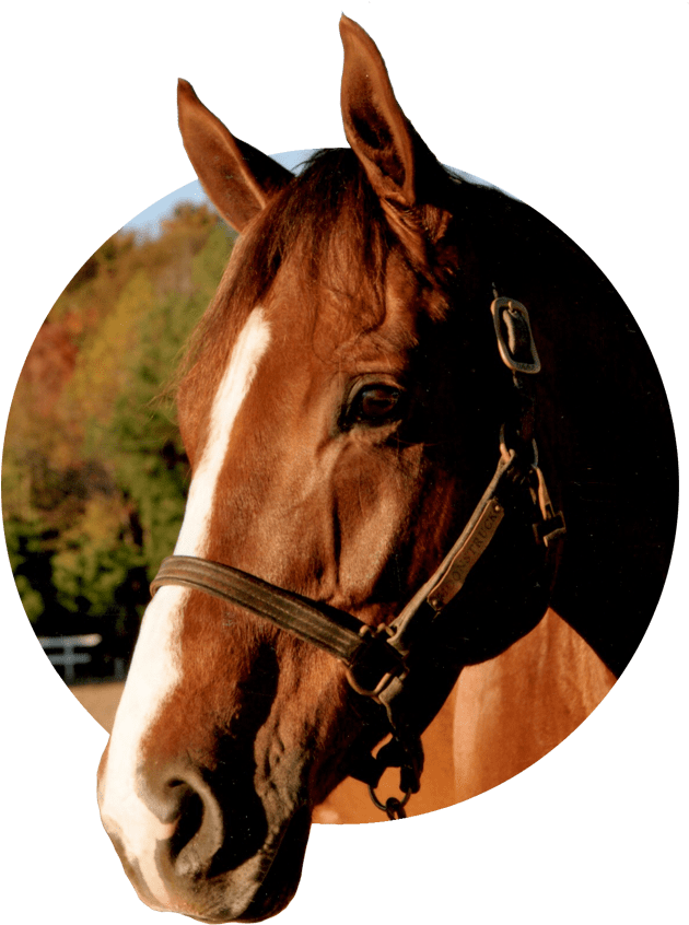 Effective For Your Animals & Pets Including - Horse (900x900), Png Download