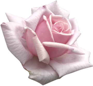 Light Pink Flowers Tumblr Rosa - Baby Pink Tumblr Png (360x335), Png Download