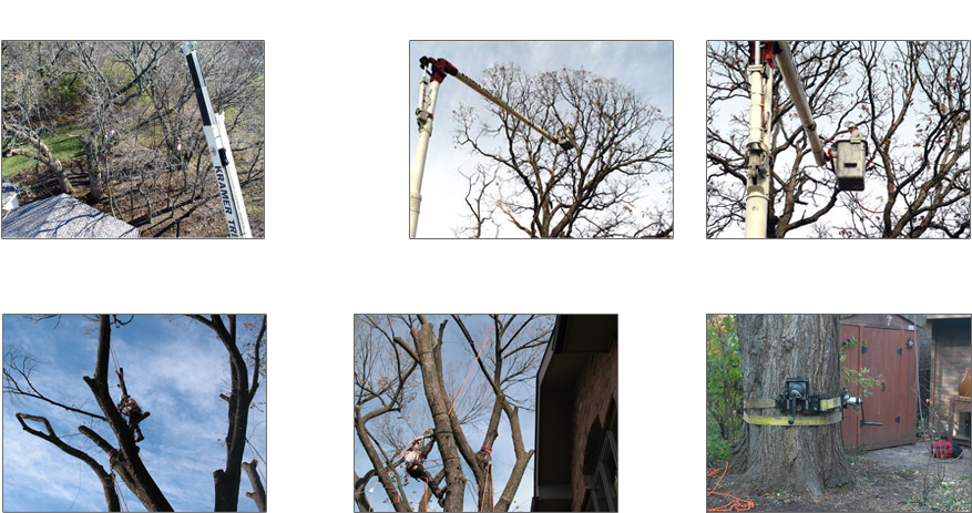 Tree Removal - River Birch (902x484), Png Download
