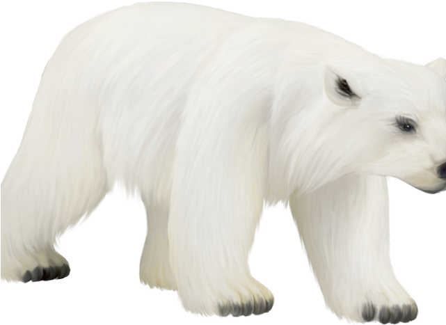 Polar Bear Clipart Vector - Polar Bear (640x480), Png Download