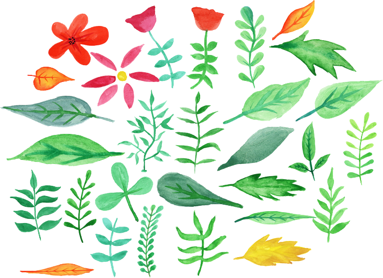 Descargar Flores Acuarela - Hojas De Acuarela Png (750x546), Png Download