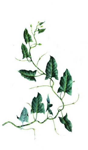 Marcos-hojas Acuarela 03bis - American Aspen (331x524), Png Download