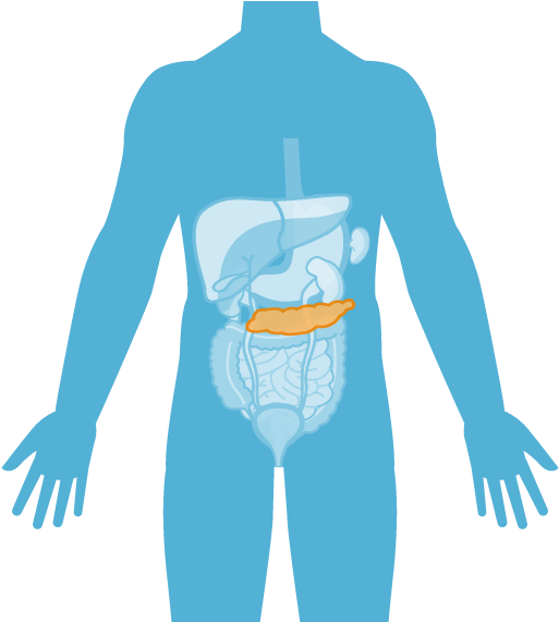 Páncreas - Ubicacion Del Pancreas Png (520x570), Png Download